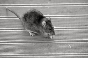 43171879 - rat eat food from the floor. (bw)