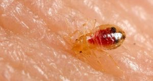Stewart Termite and Pest Control