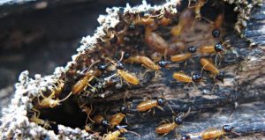 Stewart Termite and Pest Control