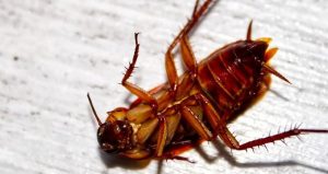Stewart Termite and Pest Control