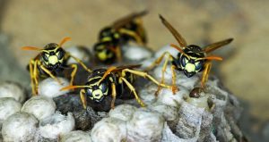 Stewart Termite and Pest Control