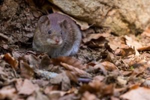 Stewart Termite and Pest Control