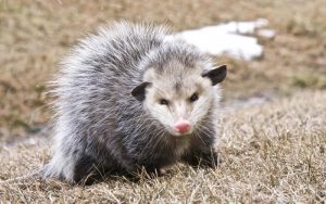 Stewart Termite and Pest Control