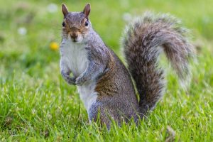 Stewart Termite and Pest Control