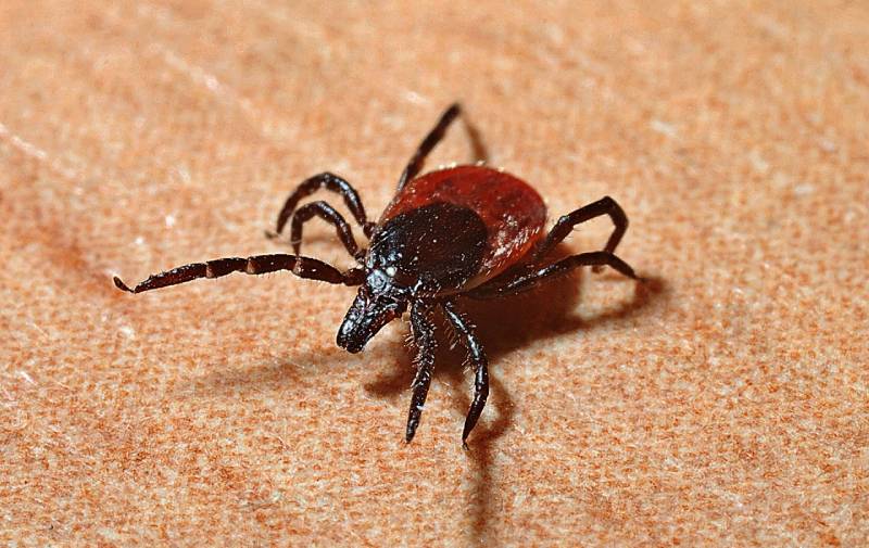 A tick crawling on fabric