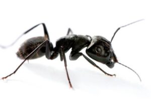 Stewart Termite and Pest Control