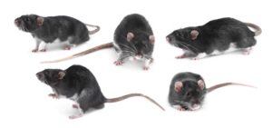 Common house mice pest control Pittsburgh