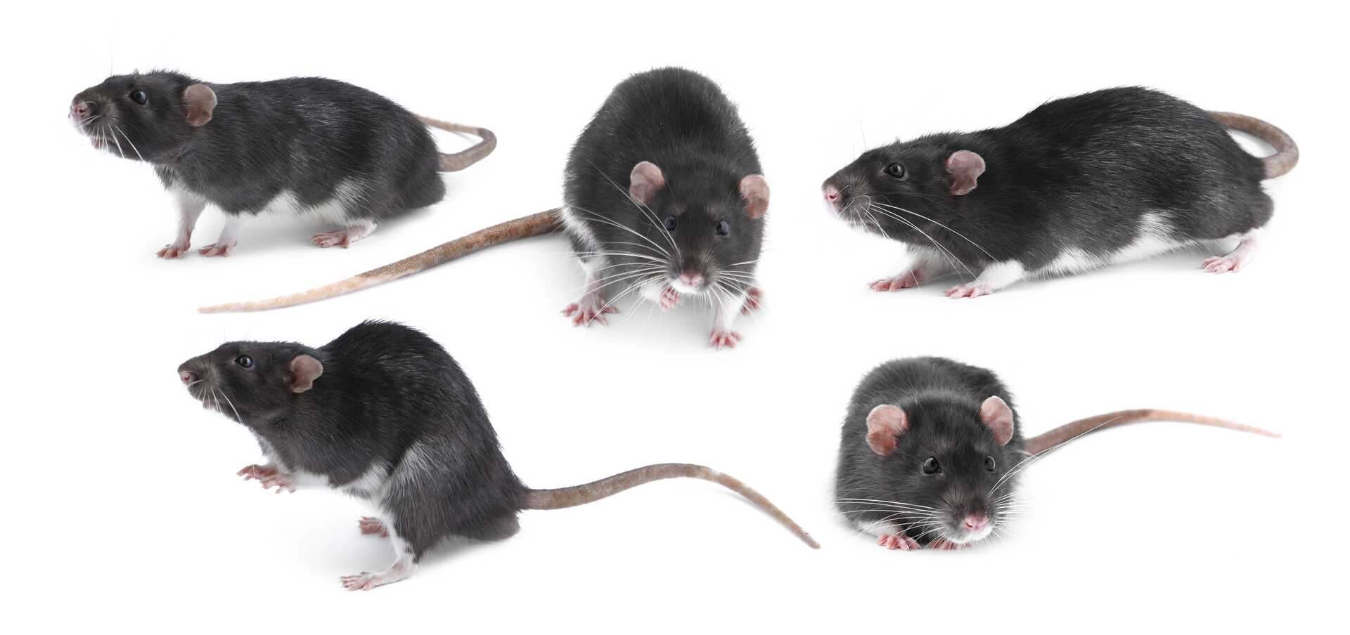 Black and white rats in various poses, highlighting their presence as common winter pests in homes, relevant to rodent control discussions for Pittsburgh homeowners.