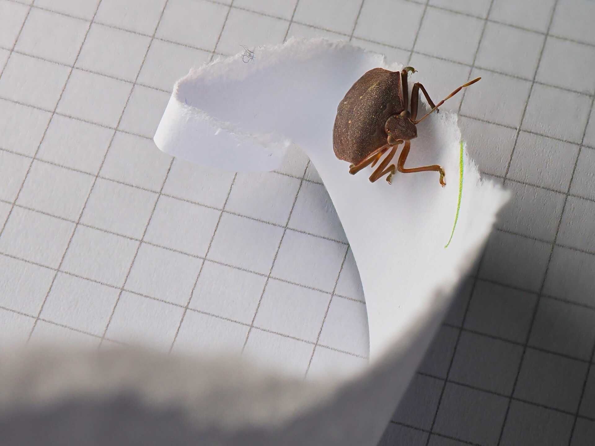 Bed bug resting on a curled sheet of paper, highlighting the challenges of pest control in residential settings.