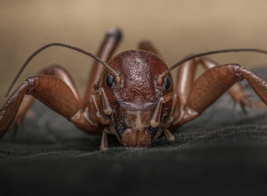 Stewart Termite and Pest Control