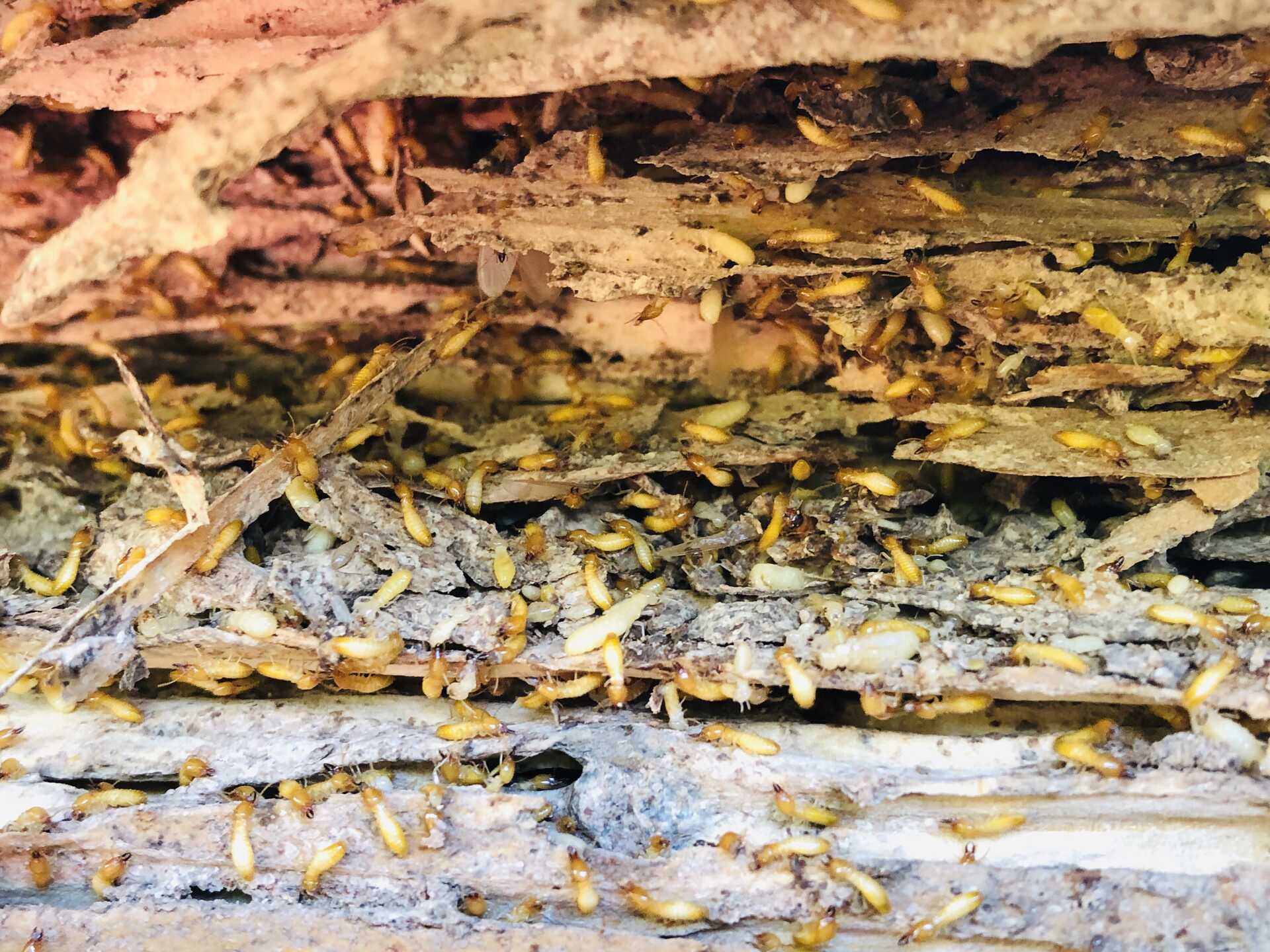Close-up of subterranean termites infesting wood, illustrating potential damage to homes, relevant to termite control and prevention information.