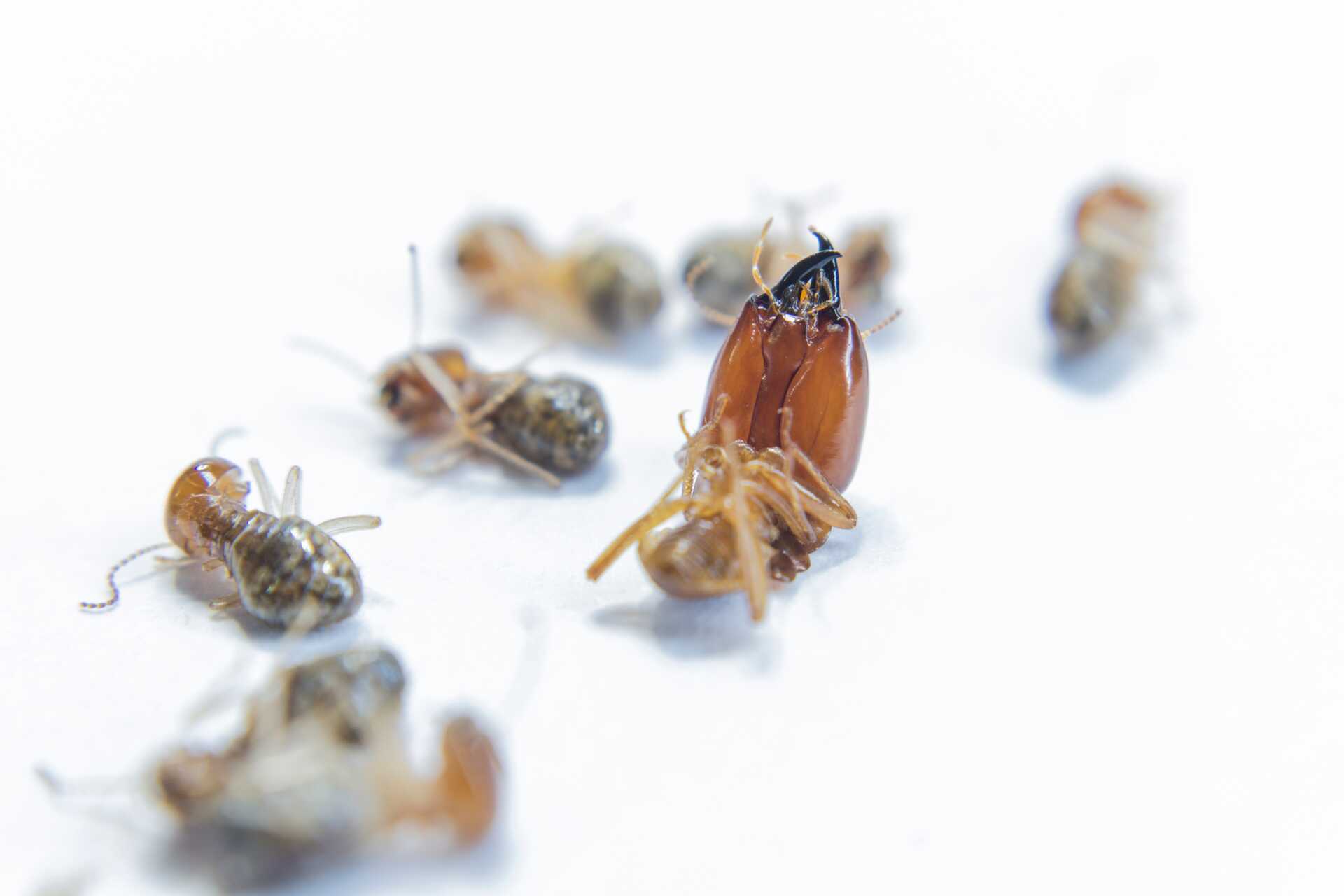 Termite close-up on white background, surrounded by smaller termite bodies, highlighting the risks of termite infestations for homeowners in Pittsburgh.