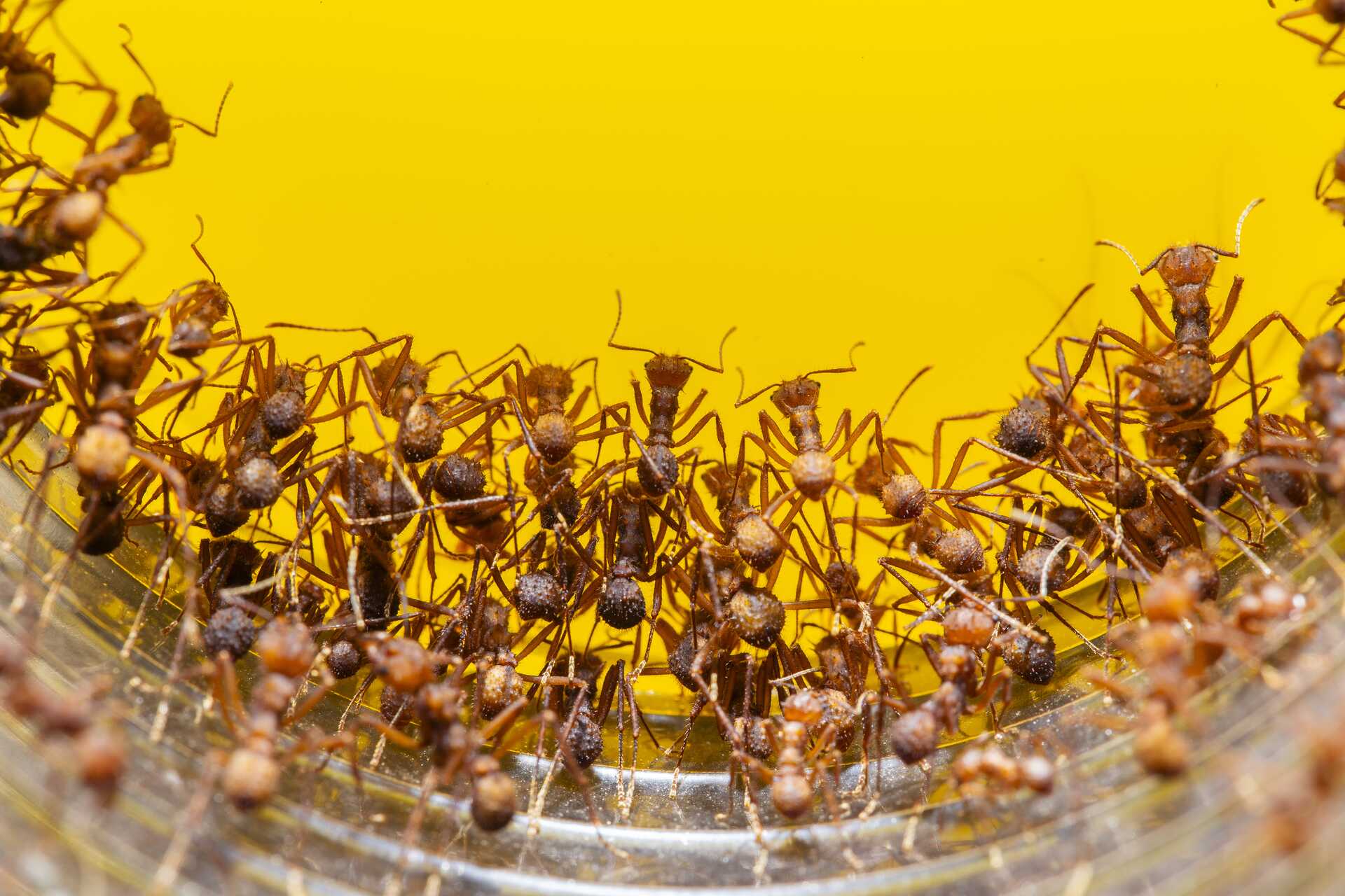 Close-up of carpenter ants against a yellow background, highlighting their size and distinct features relevant to pest control identification.