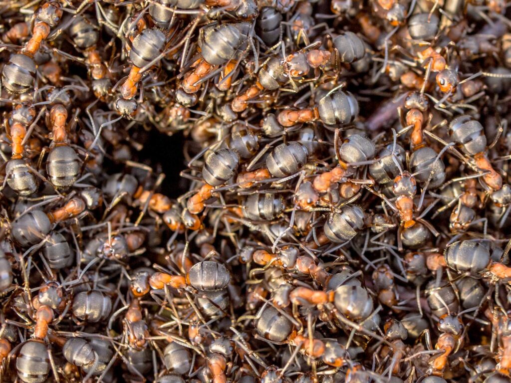 Stewart Termite and Pest Control