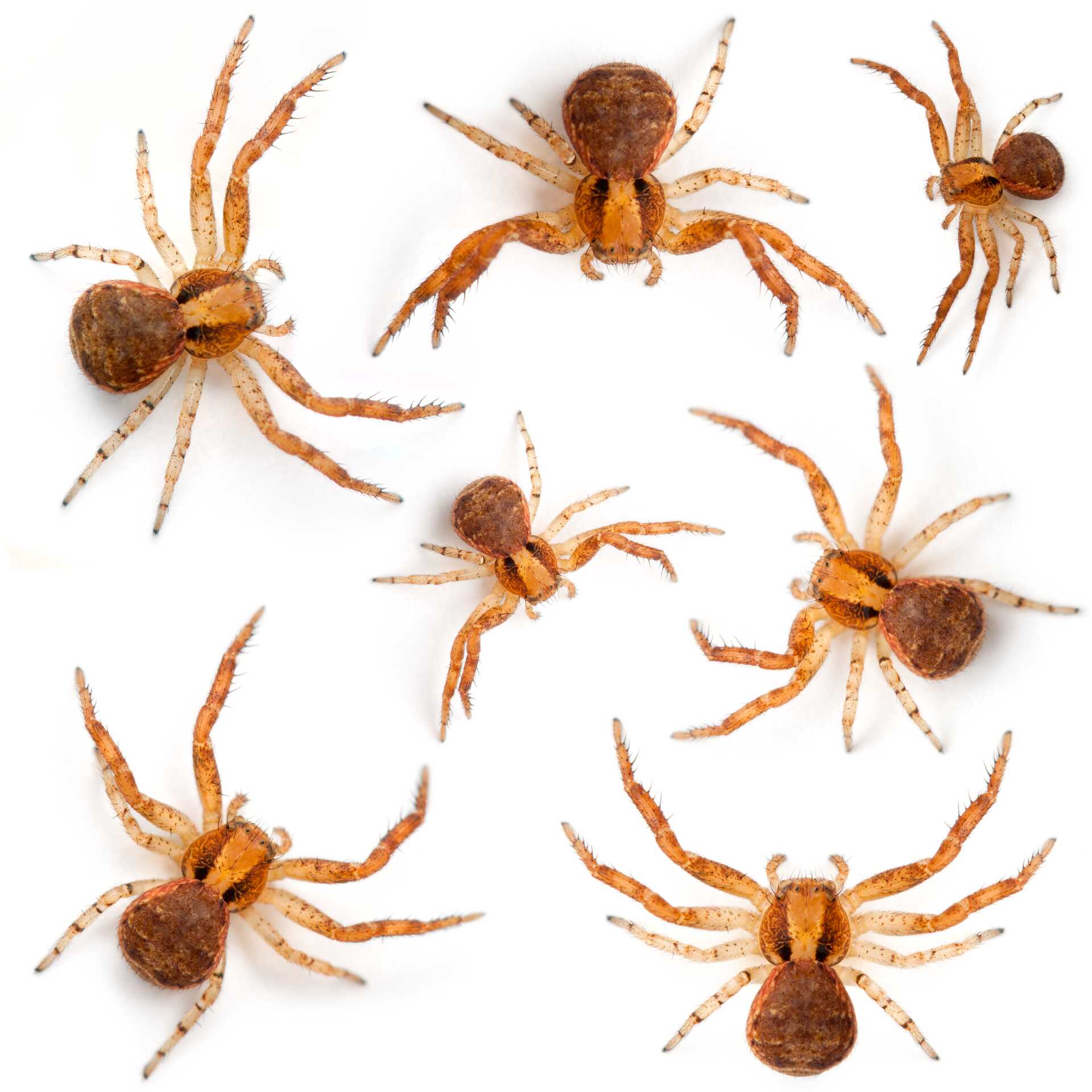 Crab spiders on a white background, illustrating common spider species found indoors during fall in Pittsburgh, relevant to spider control and management.