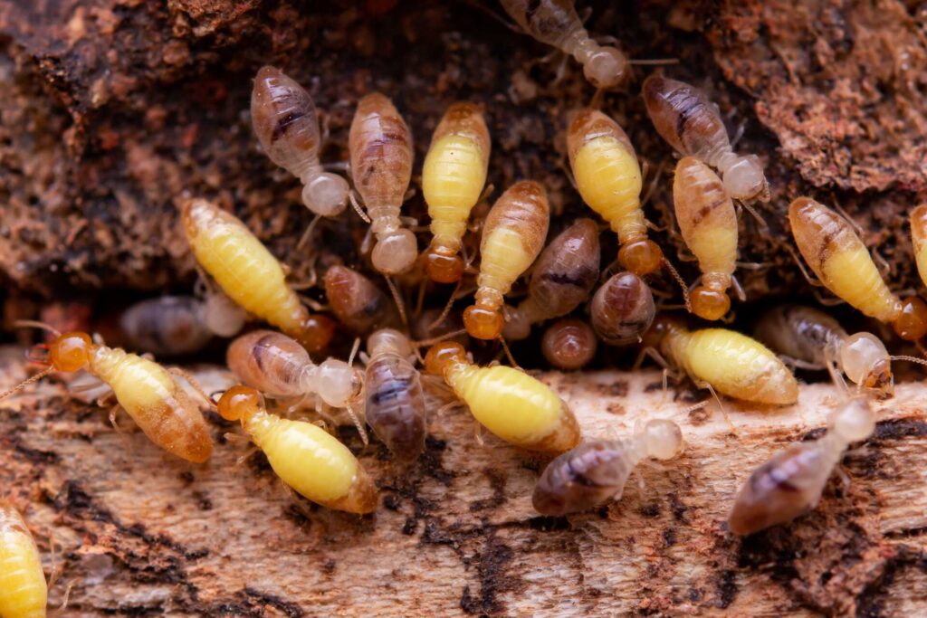 Stewart Termite and Pest Control