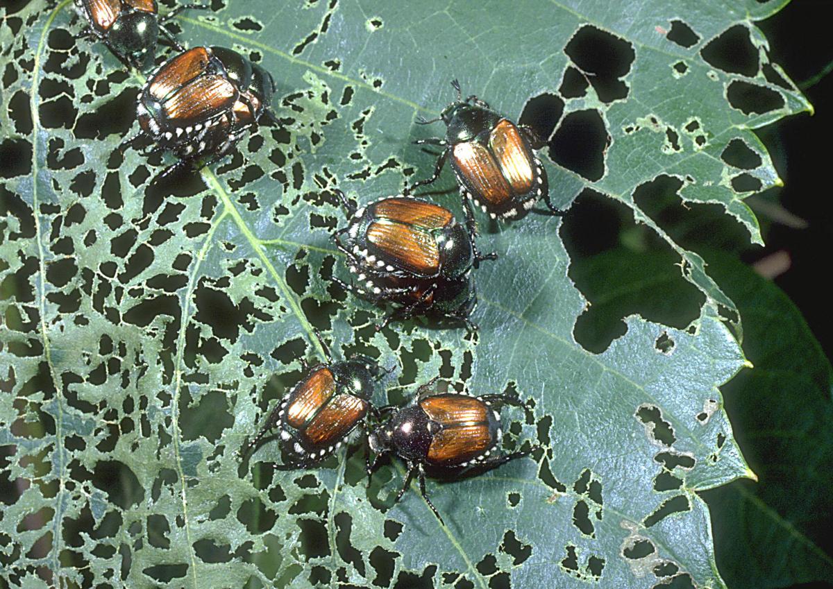 Beetles on a leaf with noticeable damage, illustrating common pests that can invade Pittsburgh homes.