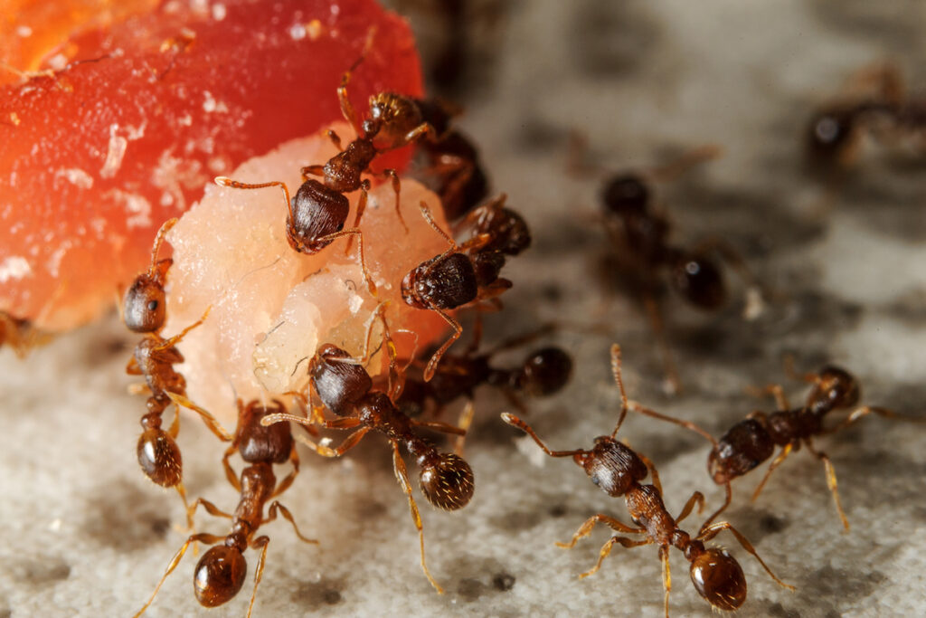 Stewart Termite and Pest Control