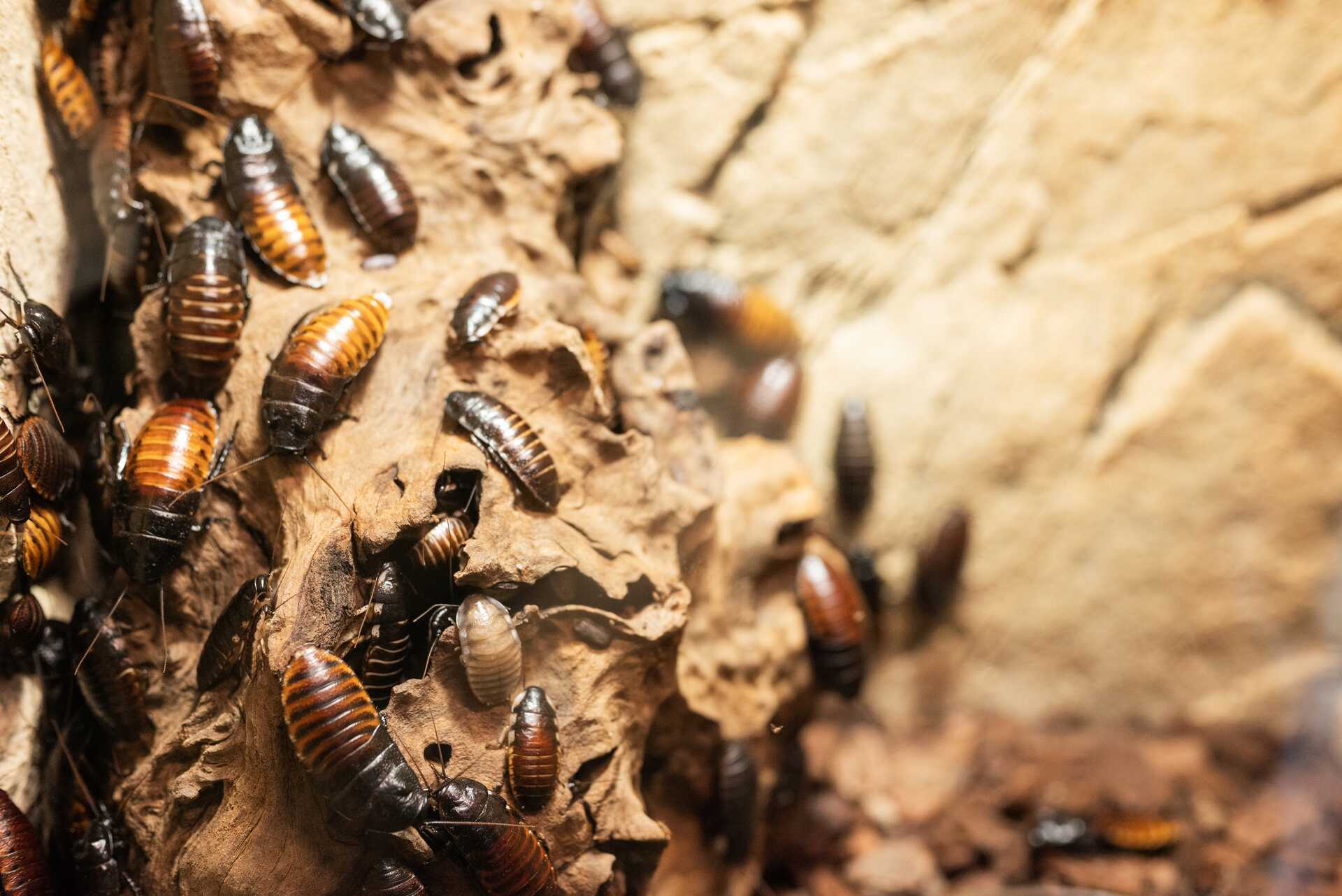 Cockroaches on wood substrate, illustrating pest activity relevant to spring pest prevention strategies in Pittsburgh.