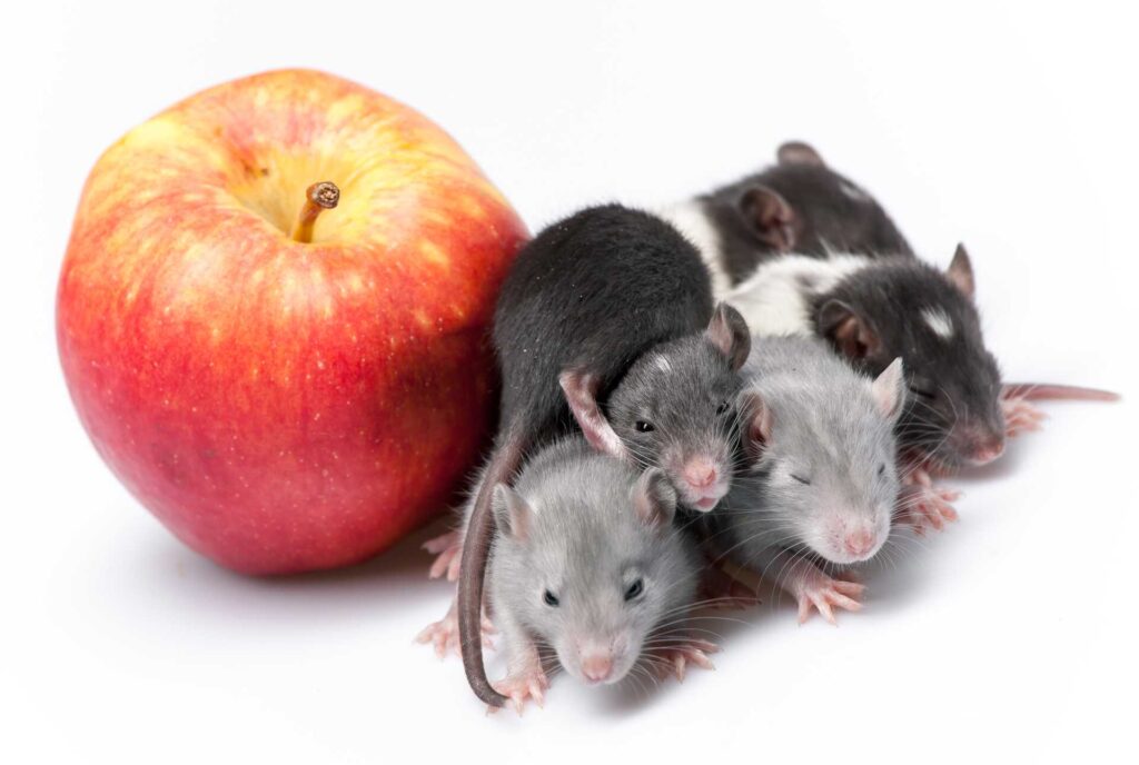 Stewart Termite and Pest Control