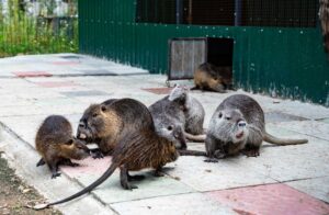 Stewart Termite and Pest Control