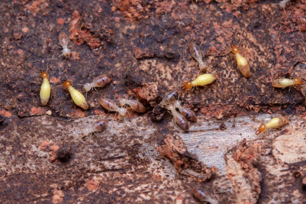 Stewart Termite and Pest Control
