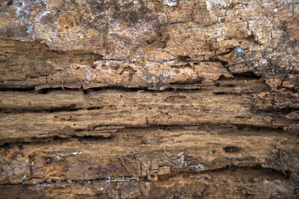 Close-up of damaged wood showing signs of termite infestation, highlighting tunnels and hollowed sections indicative of extensive termite activity.