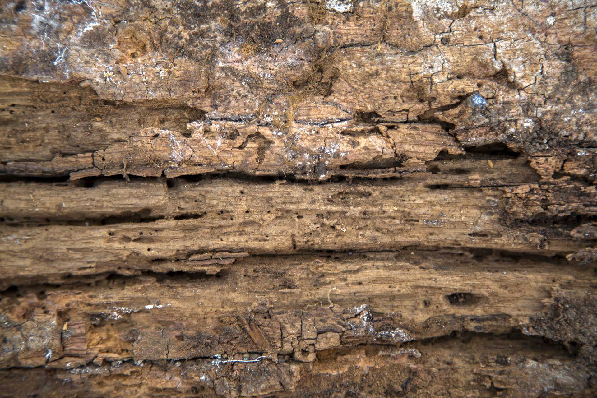 Close-up of damaged wood showing signs of termite infestation, highlighting the structural damage caused by wood-destroying insects relevant to termite control for Pittsburgh homeowners.