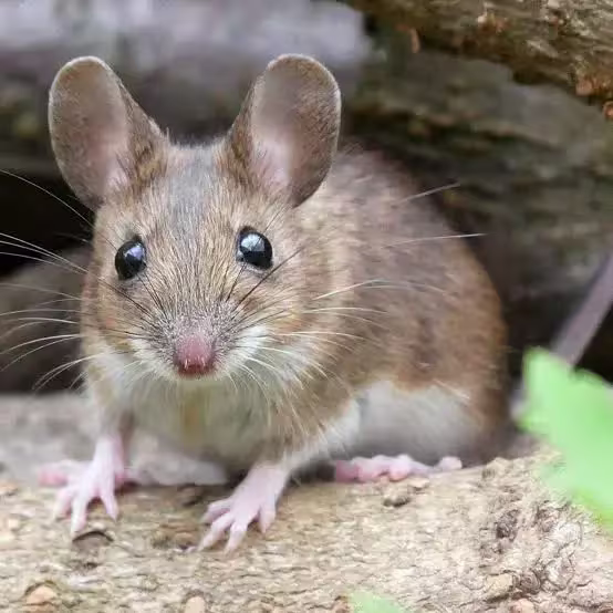 Stewart Termite and Pest Control