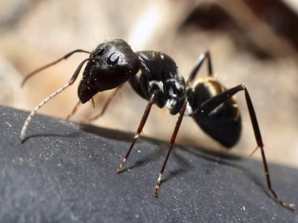 Stewart Termite and Pest Control