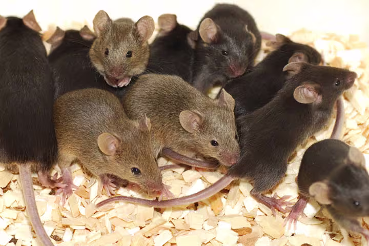 Stewart Termite and Pest Control