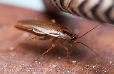 Stewart Termite and Pest Control