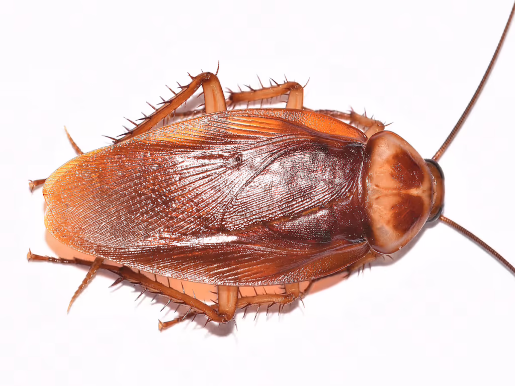Stewart Termite and Pest Control