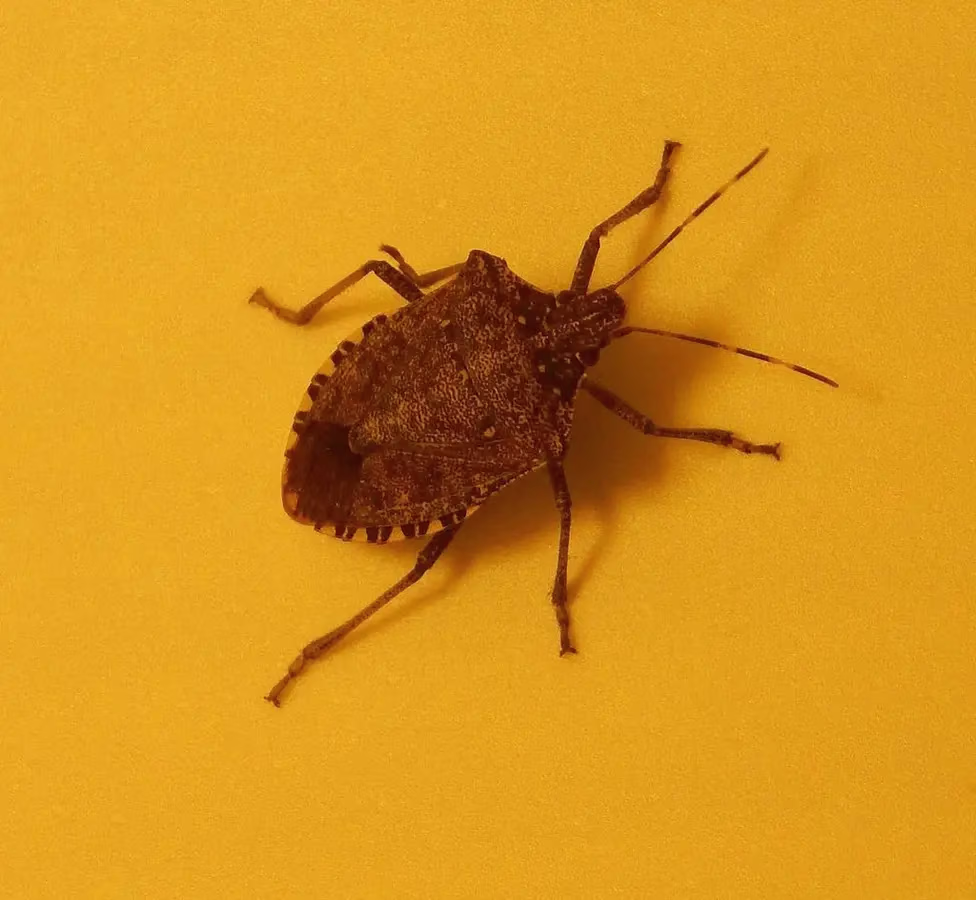 Brown marmorated stink bug on a yellow surface with its shield-shaped body and long antennae visible.