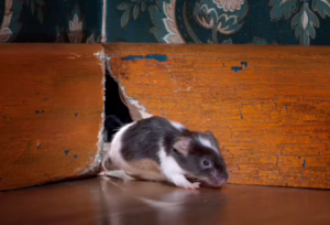 Mouse crawling through a hole in damaged wood inside a home.