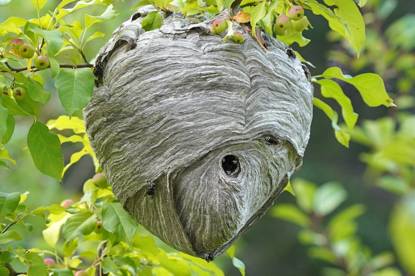 A gray paper bald-faced hornet nest hanging in a leafy shrub