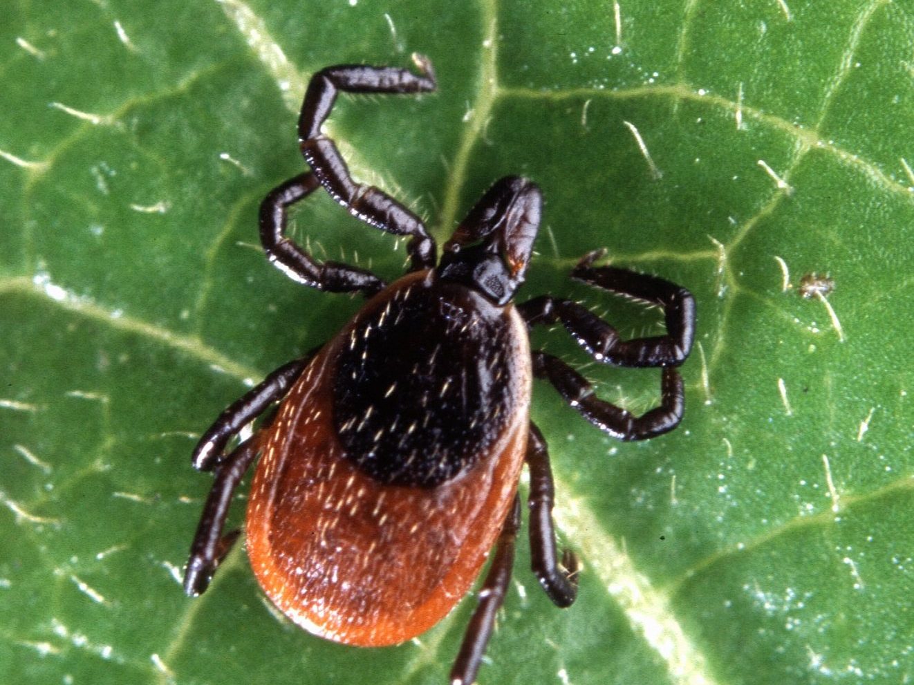 An adult female blacklegged tick, also called a deer tick, on a leaf