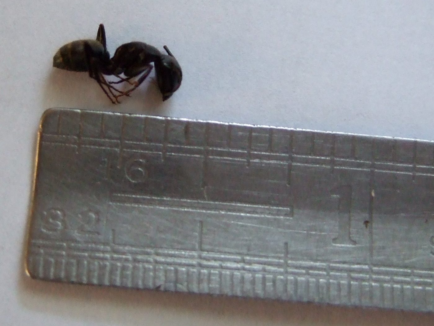 A black carpenter ant beside a ruler for size