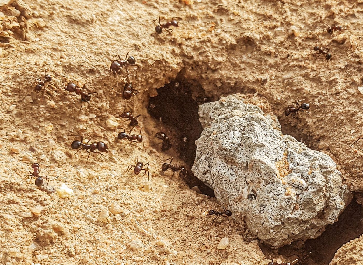 Carpenter ants working around a nest opening in soil