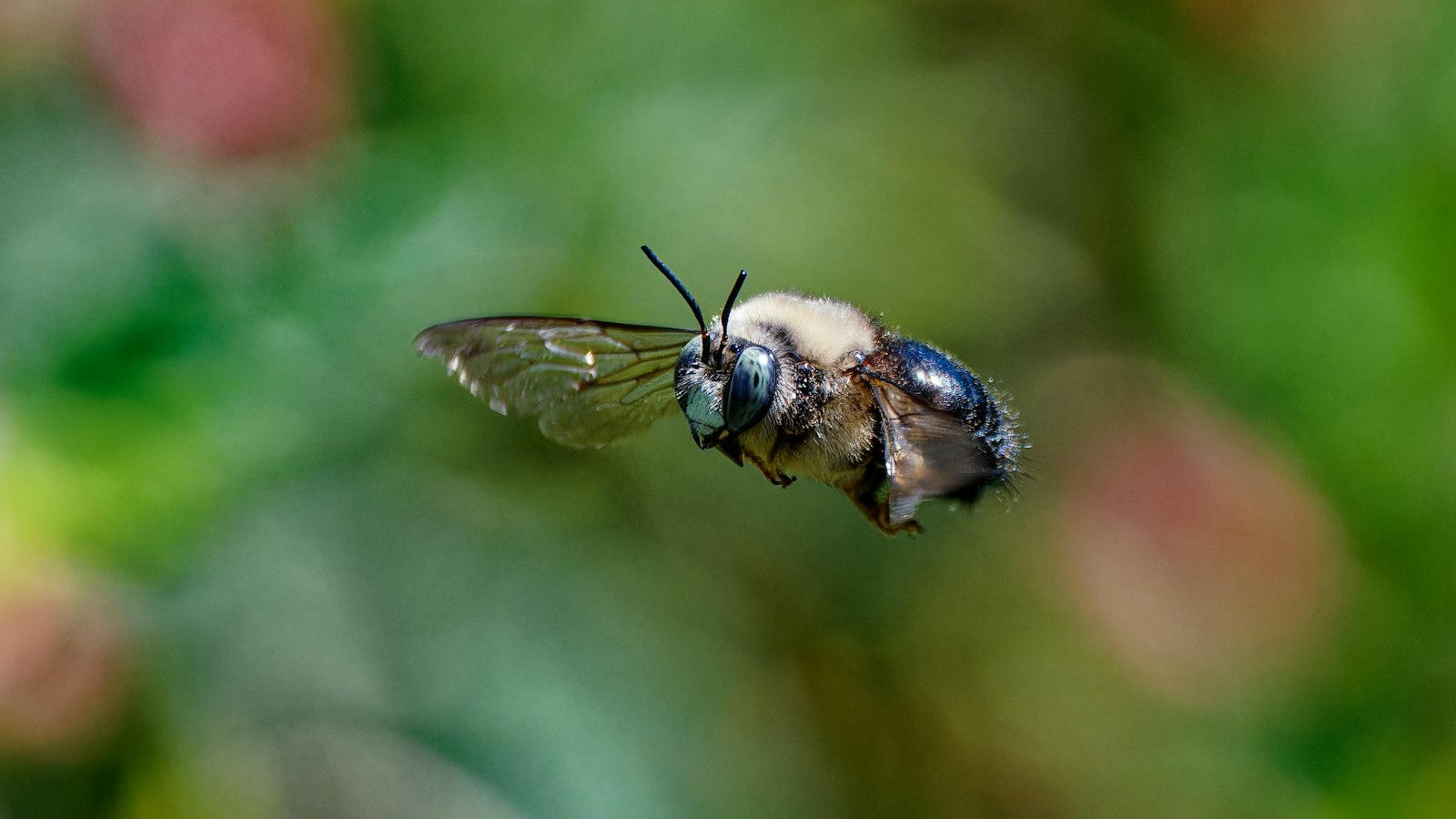 An eastern carpenter bee in flight, showing its shiny black abdomen