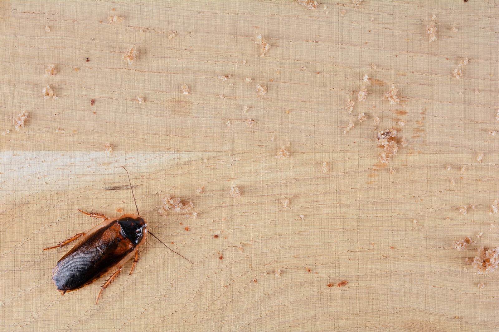 A cockroach on a wooden kitchen counter