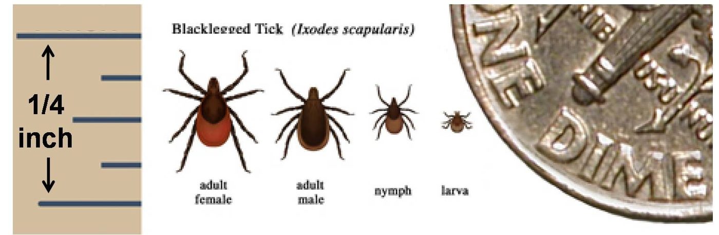 Blacklegged tick life stages compared to a quarter inch scale and a dime