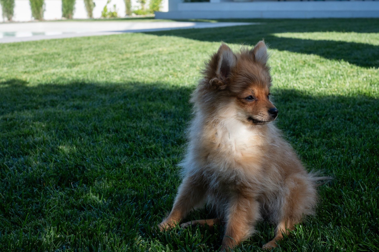 A small dog sitting on the lawn in a backyard