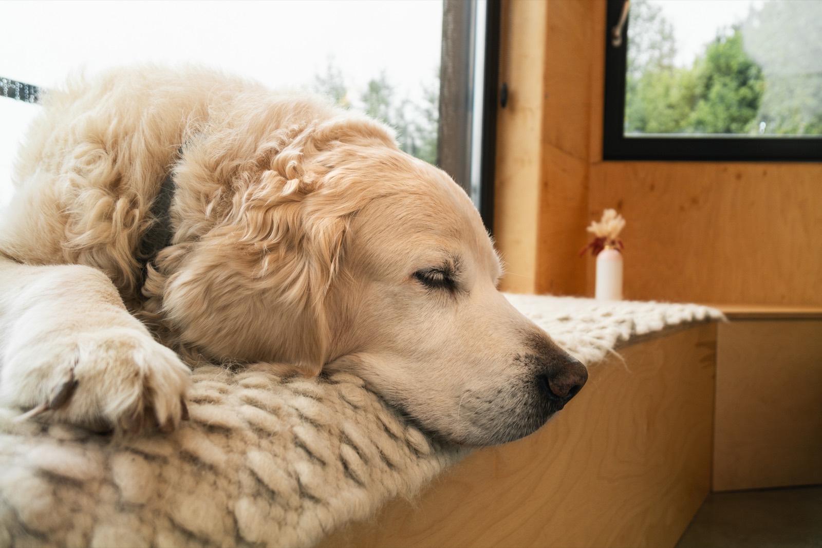 A golden retriever resting on a wool rug indoors