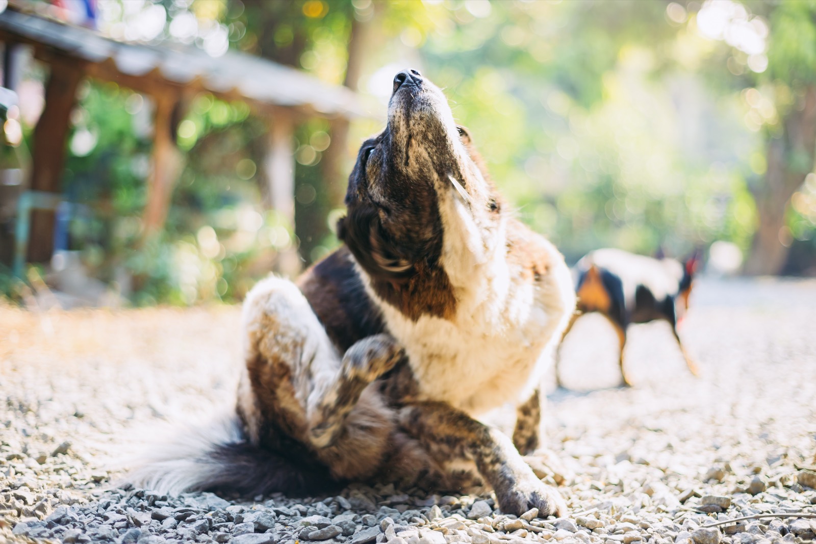 A dog scratching an itch with its hind leg