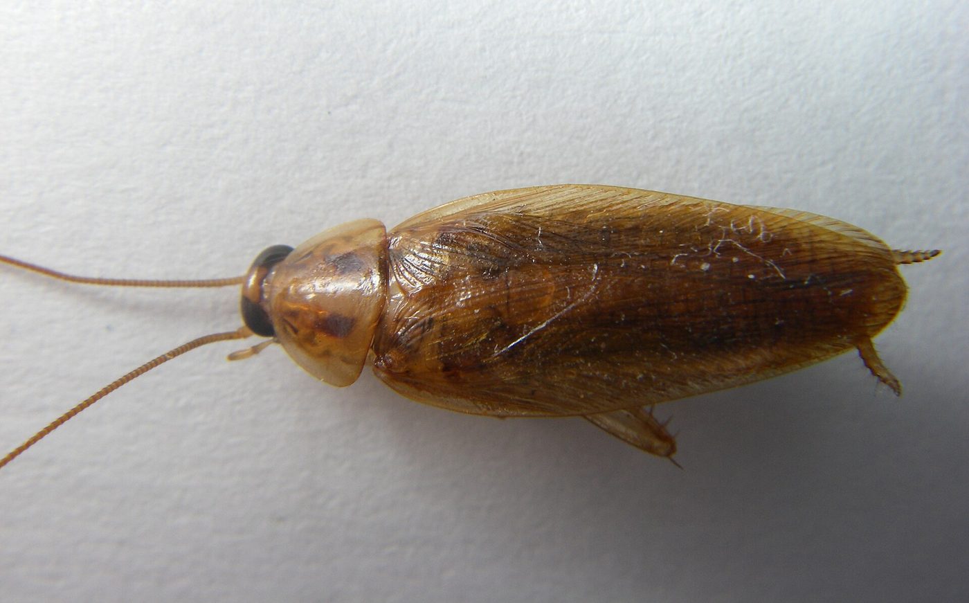 An adult German cockroach seen from above, showing its light brown body and long antennae