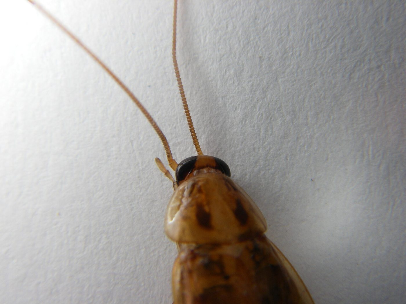 Close view of a German cockroach head and antennae against a pale wall