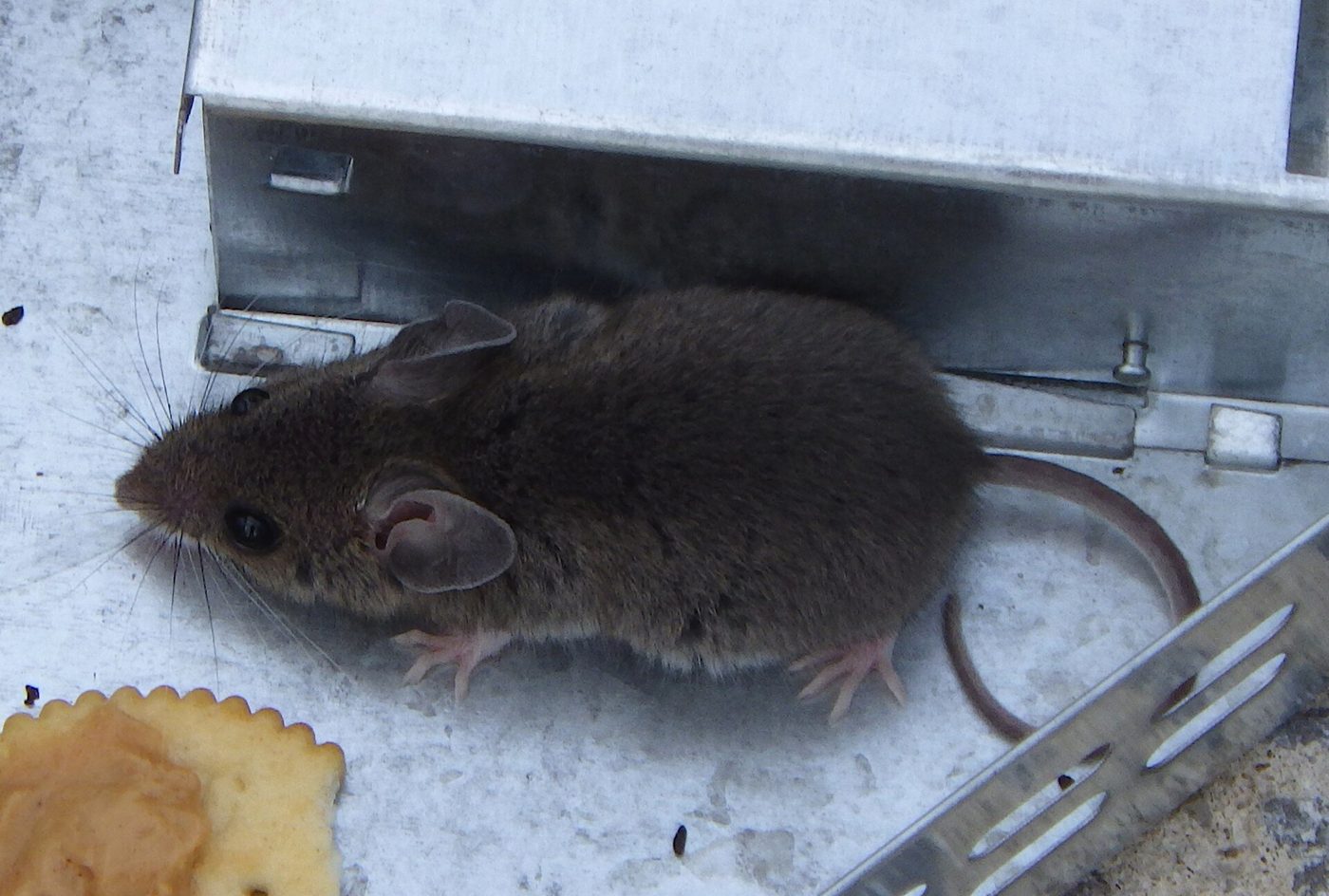 A house mouse inside a metal trap station beside a cracker