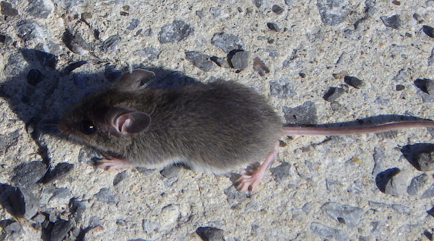 A gray house mouse on gravel