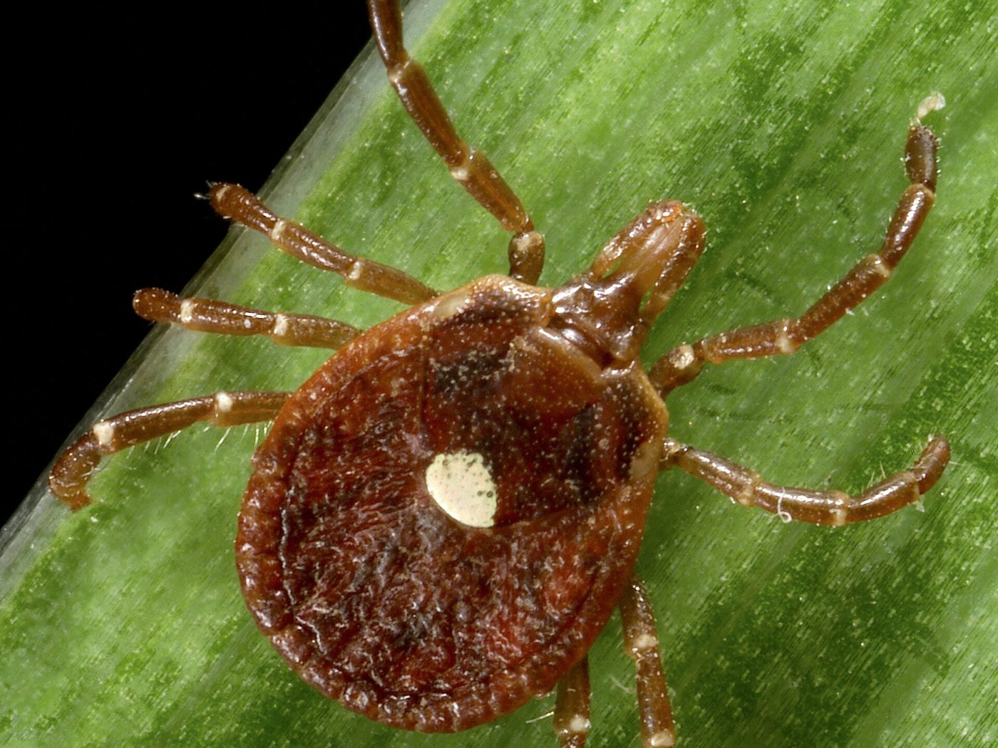 A female lone star tick with the white spot on its back
